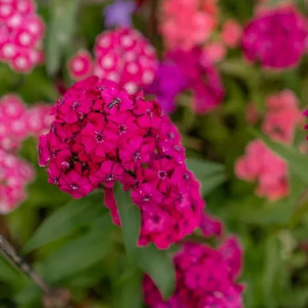 Mittergruberhof 3* שלאדמינג